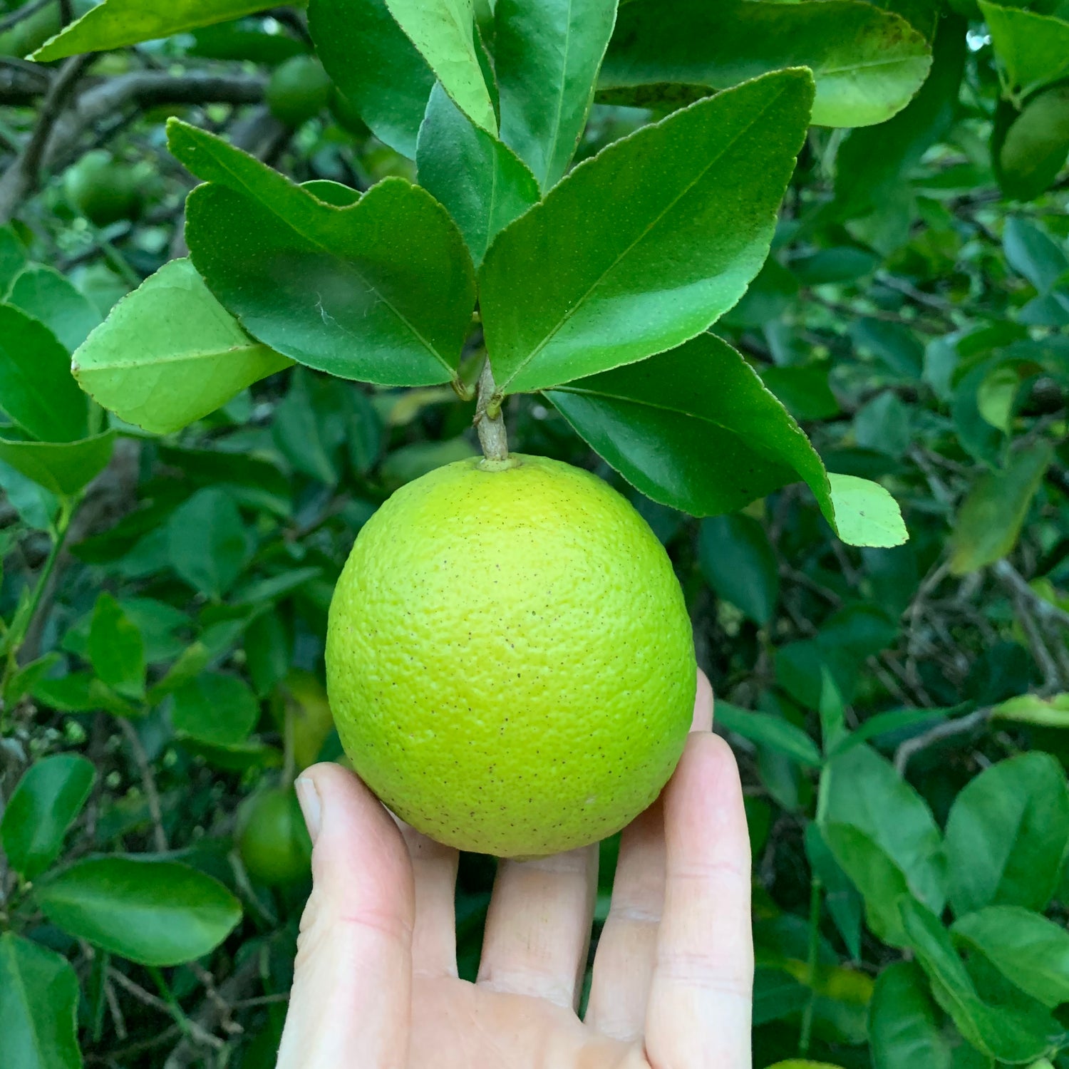 Limited Edition: Lime & Coriander