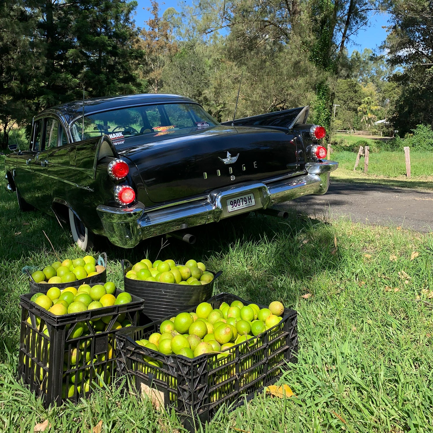 picking local limes near lismore