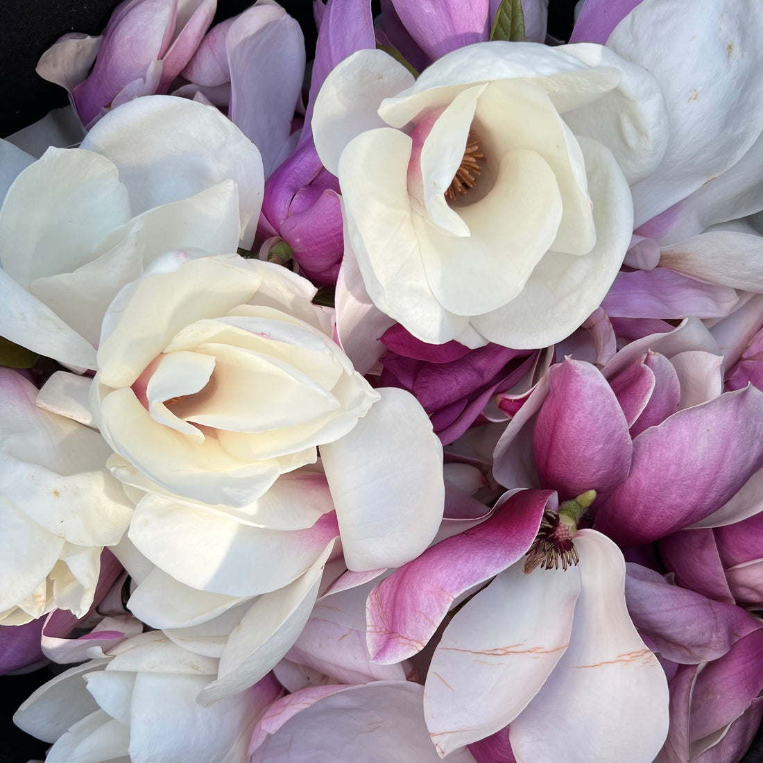 Magnolia flowers destined for drinks