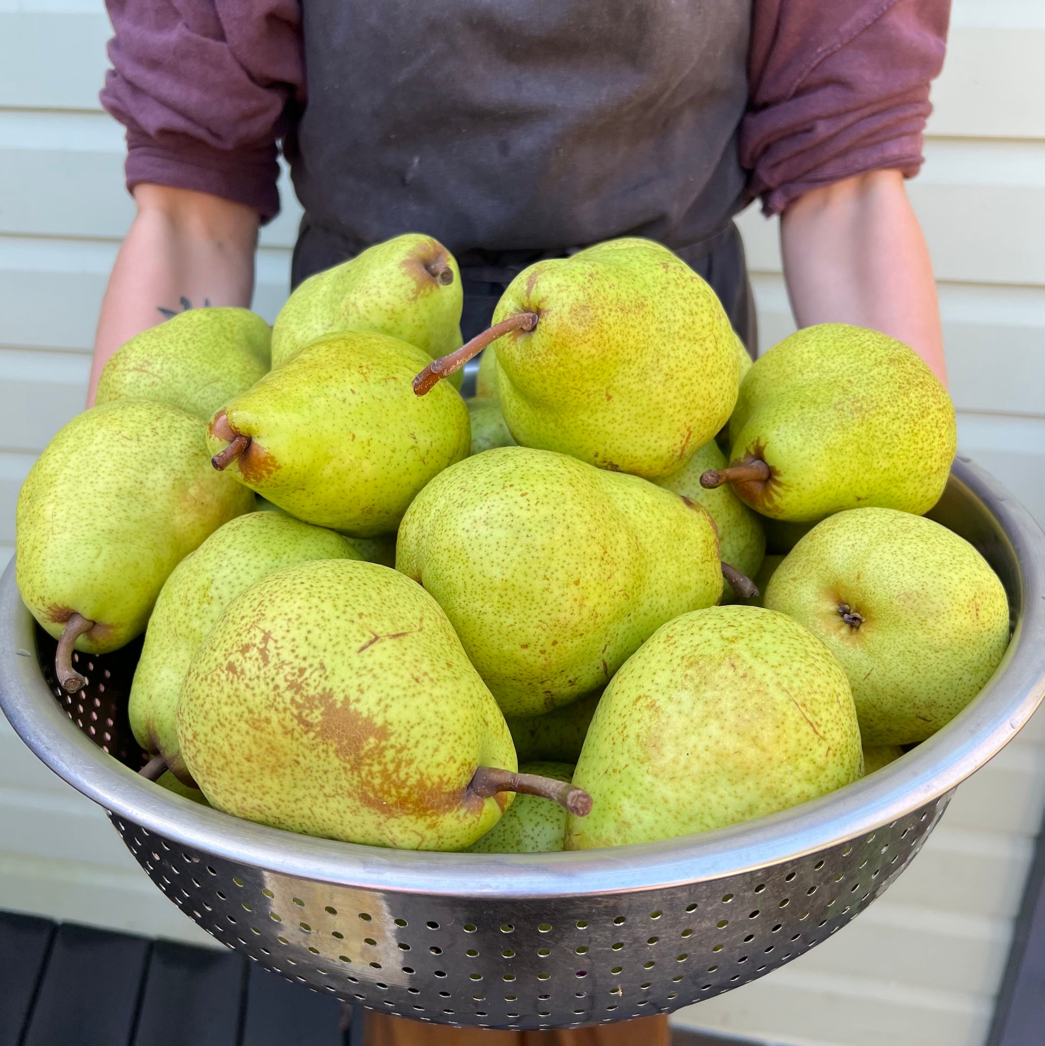 Bowl of fresh pears destined to become shrub
