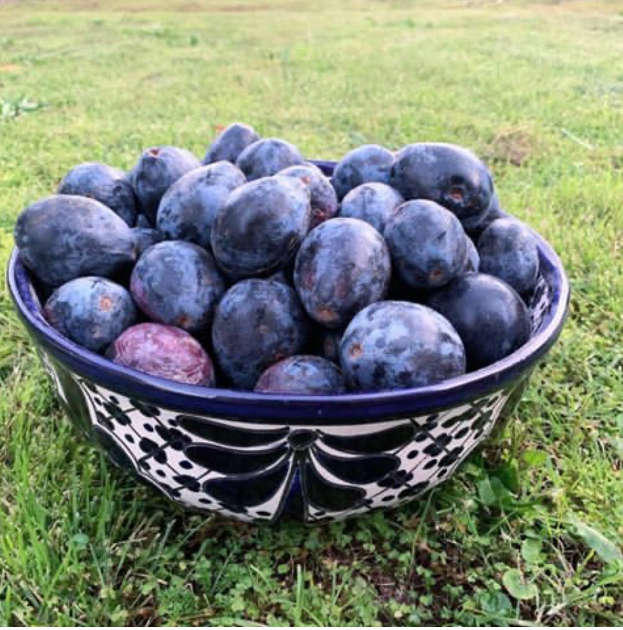 Davidson Plum & Vanilla Shrub - Pyewackets Traditional