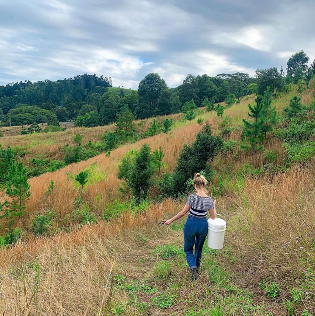 Limited Edition: Mandarin & Pine - Pyewackets Traditional