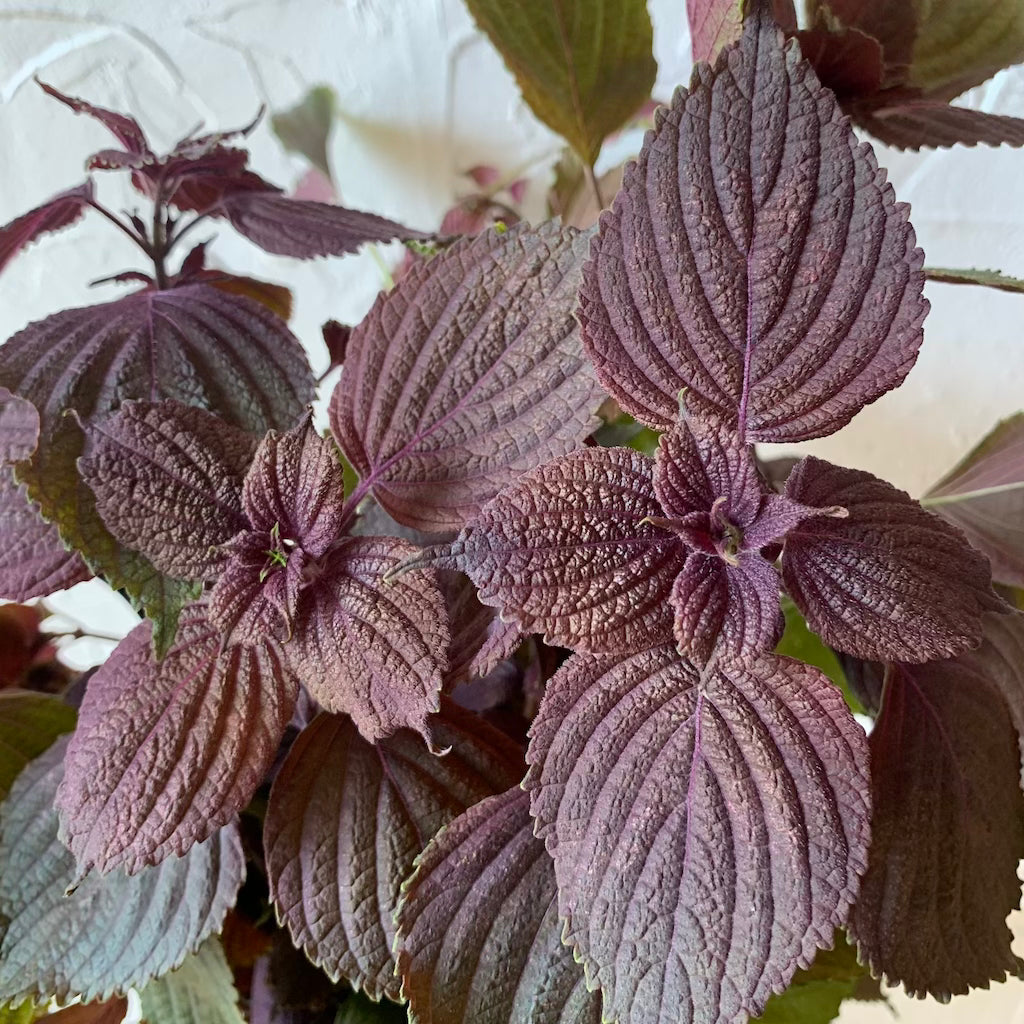 photo fresh shiso or purple perilla leaves before being made into shrub