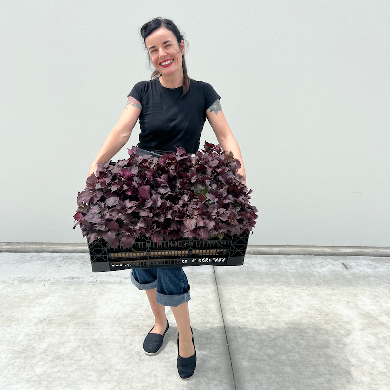 Genna Pyewacket and Shiso Herb bunches