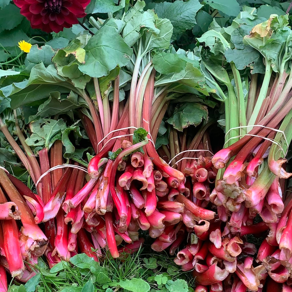 fresh rhubarb before being made into shrub